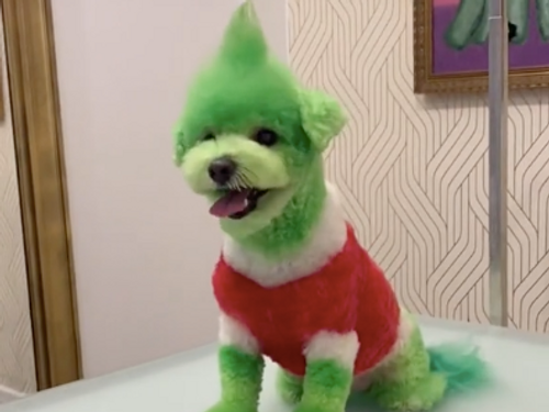 Un homme transforme son chien en Grinch pour Noël (Vidéo)